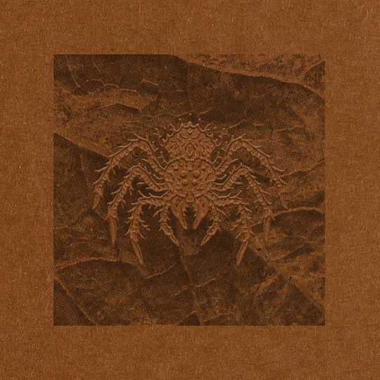 Brownish Spider / Leaf - Art Print